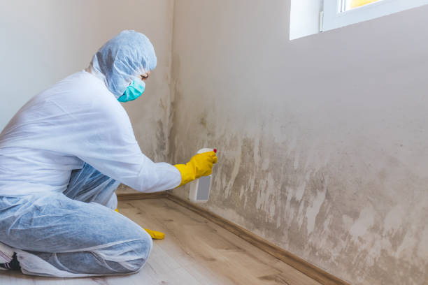 Licensed Mold Remediation service in Sumner, IL - 24 Hour Mold Removal